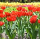 joburi floricultura