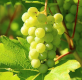 joburi viticultura